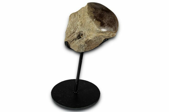 Polished Fossil Mosasaur Vertebra w/ Metal Stand - Texas #350969